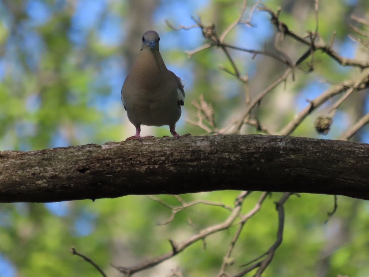 White-winged Dove - ML609775921