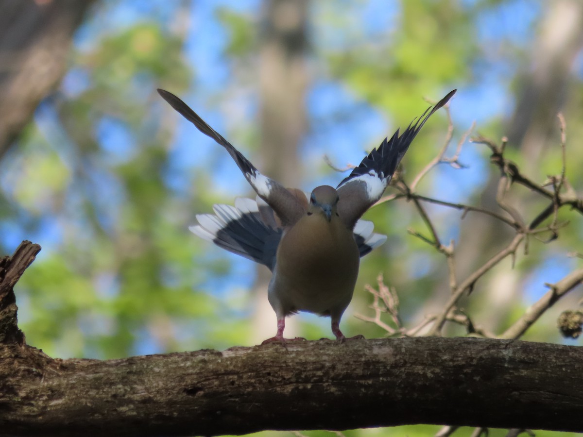 White-winged Dove - ML609775922