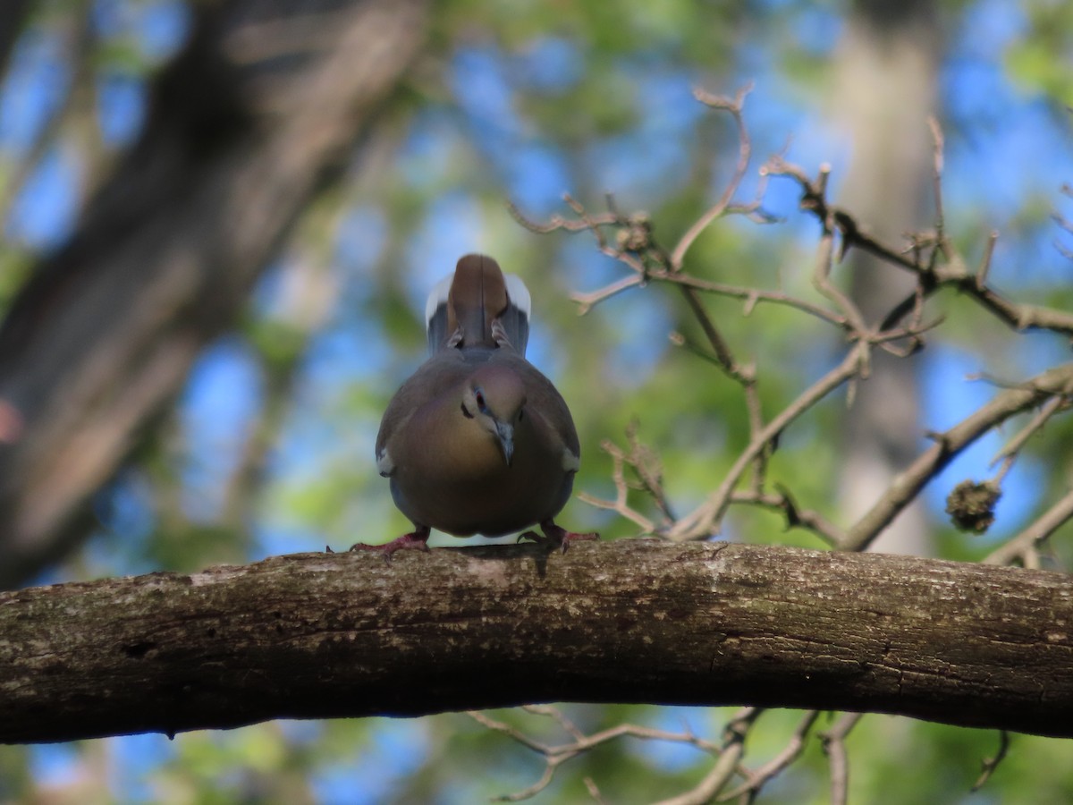 White-winged Dove - ML609775923