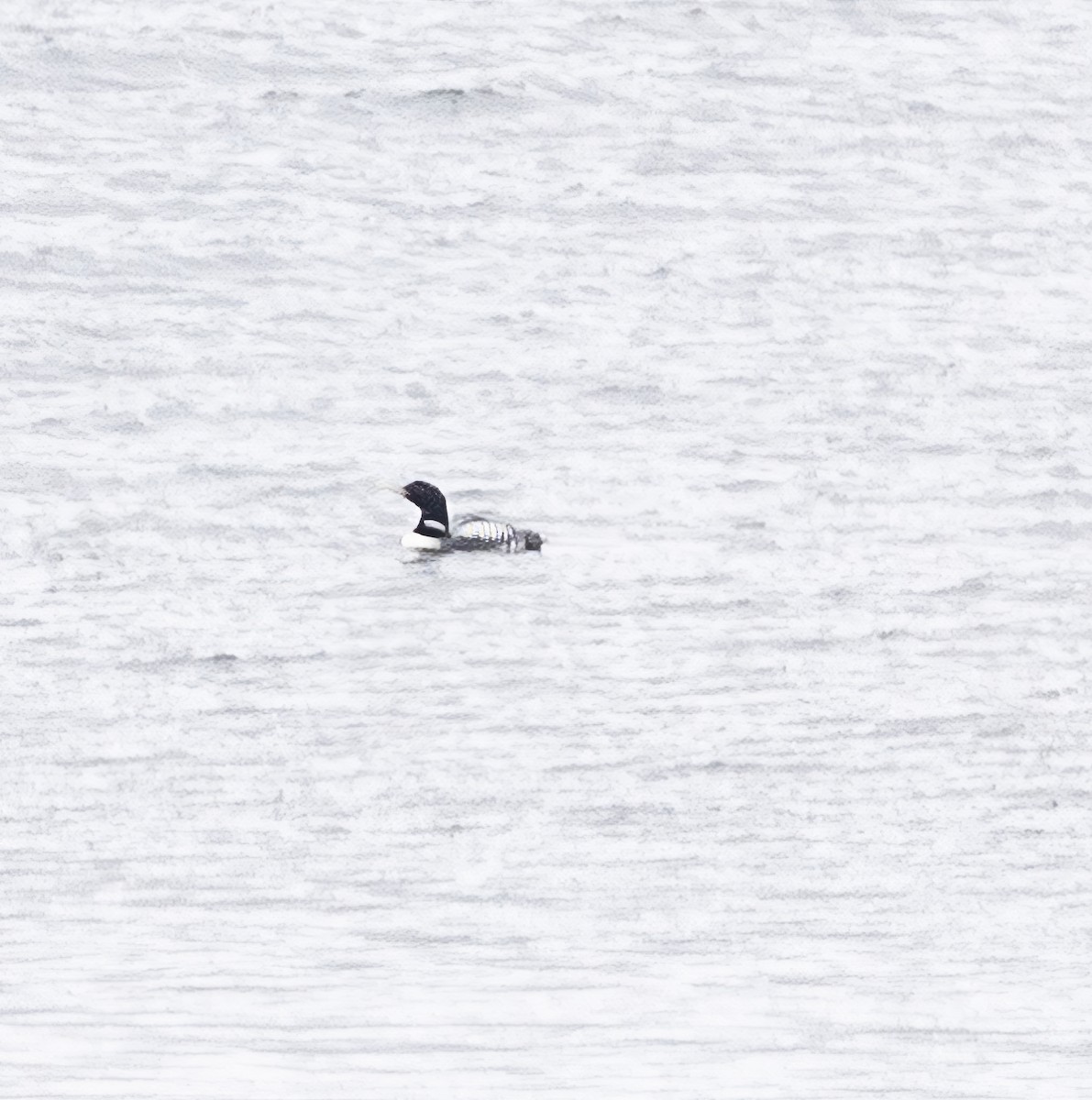 Yellow-billed Loon - ML609775957