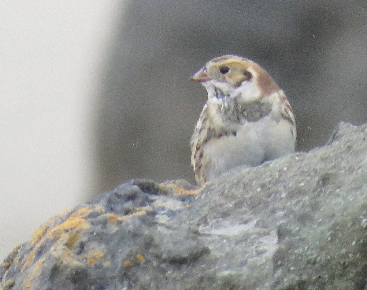 Lapland Longspur - ML609776015