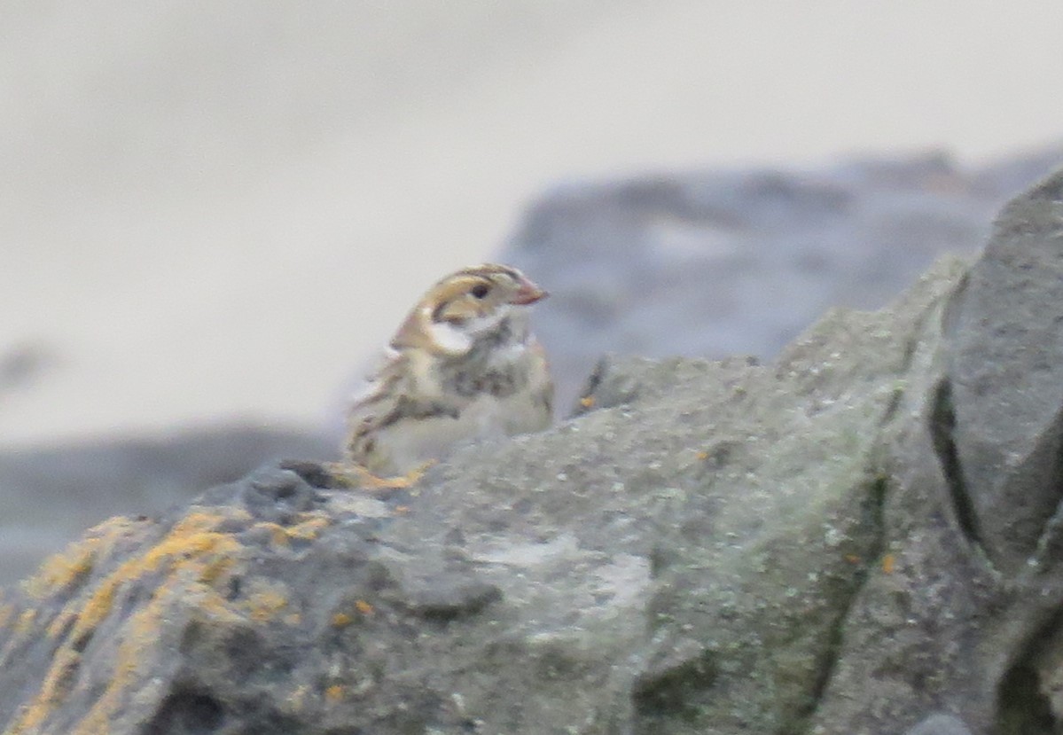 Lapland Longspur - ML609776023