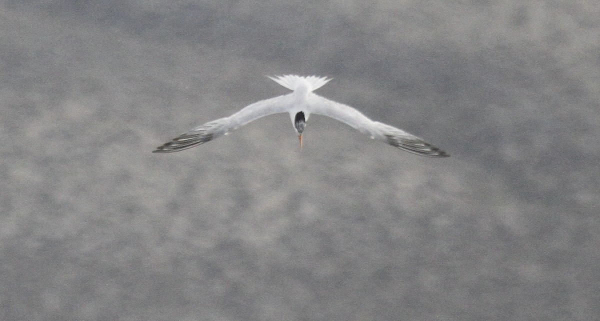 Royal Tern - ML609776072