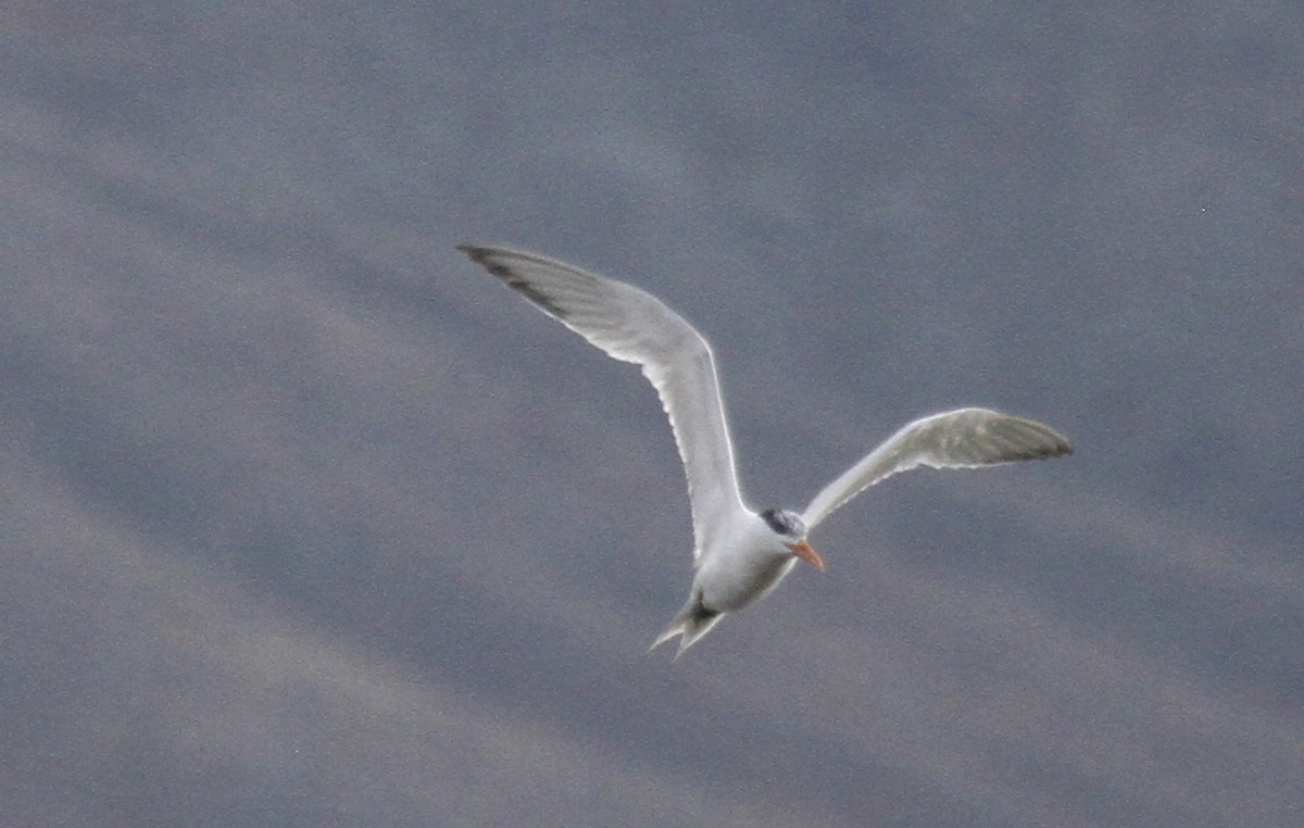 Royal Tern - ML609776074