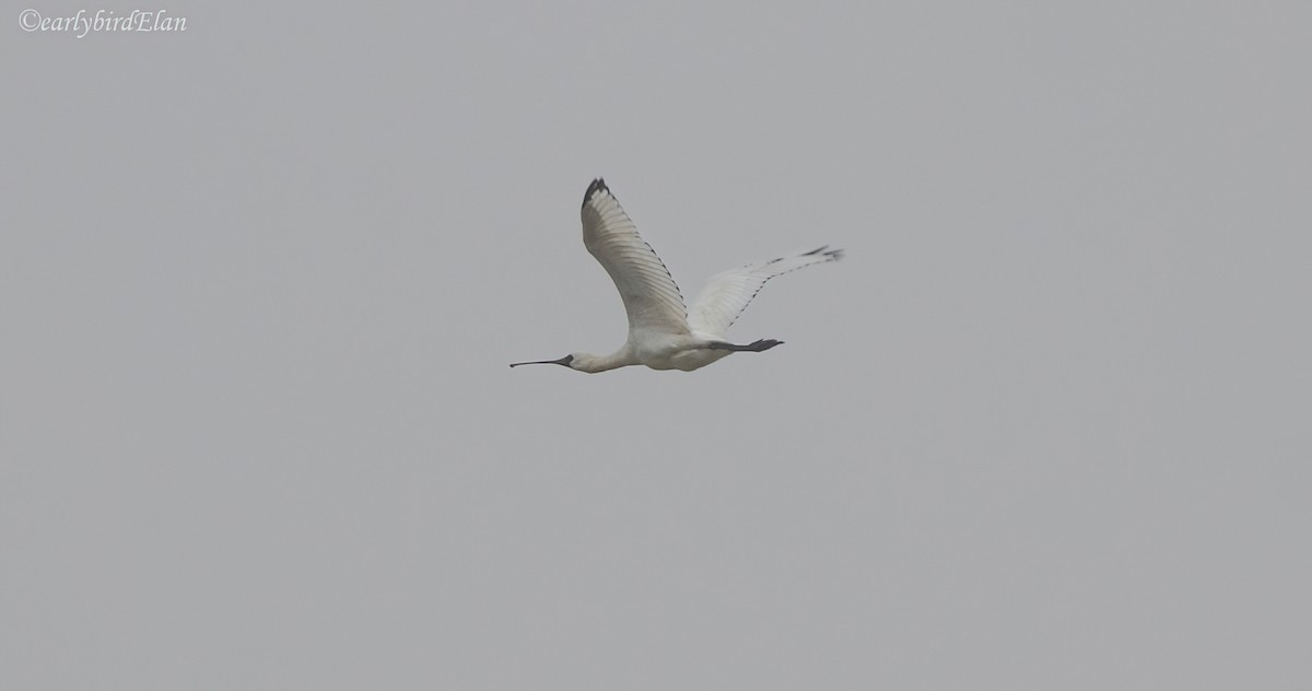 Black-faced Spoonbill - ML609776080