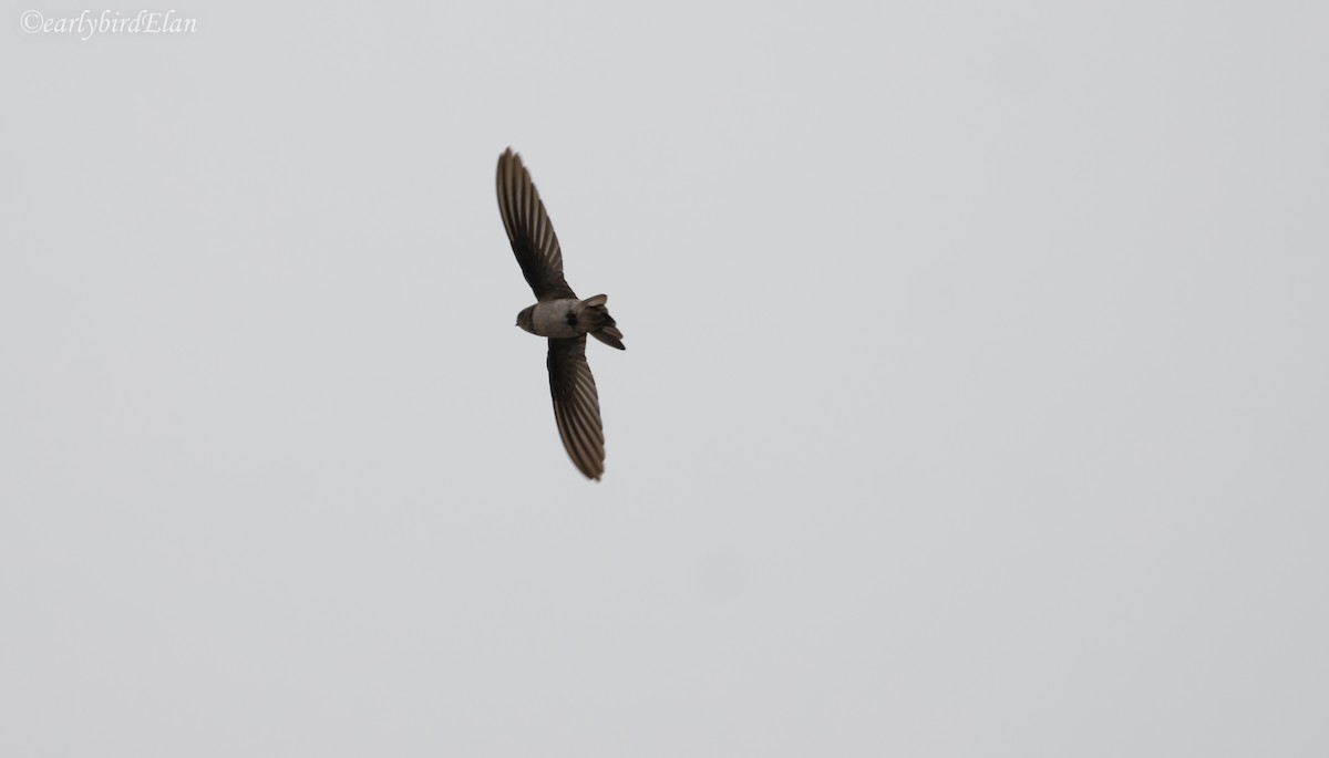 Himalayan Swiftlet - ML609776172