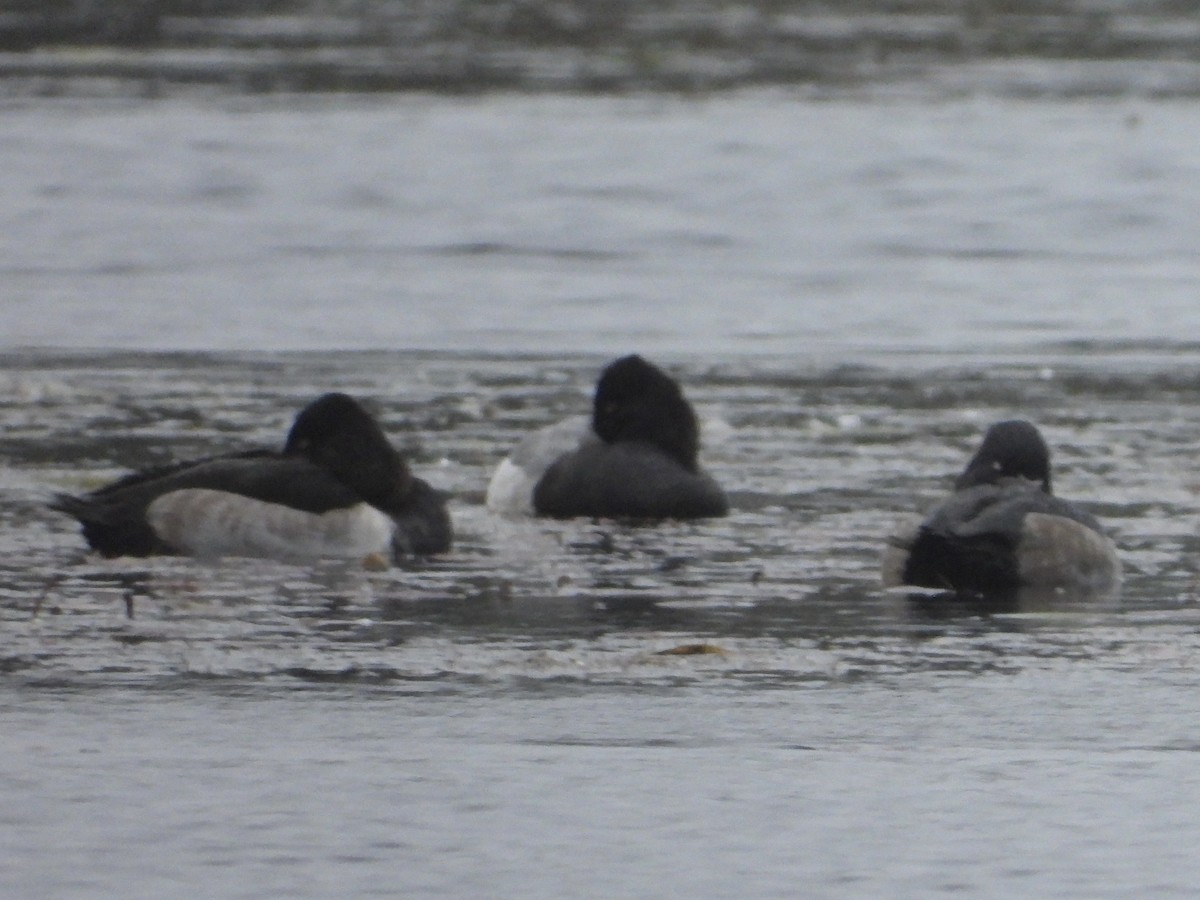 Lesser Scaup - Eric Lamond