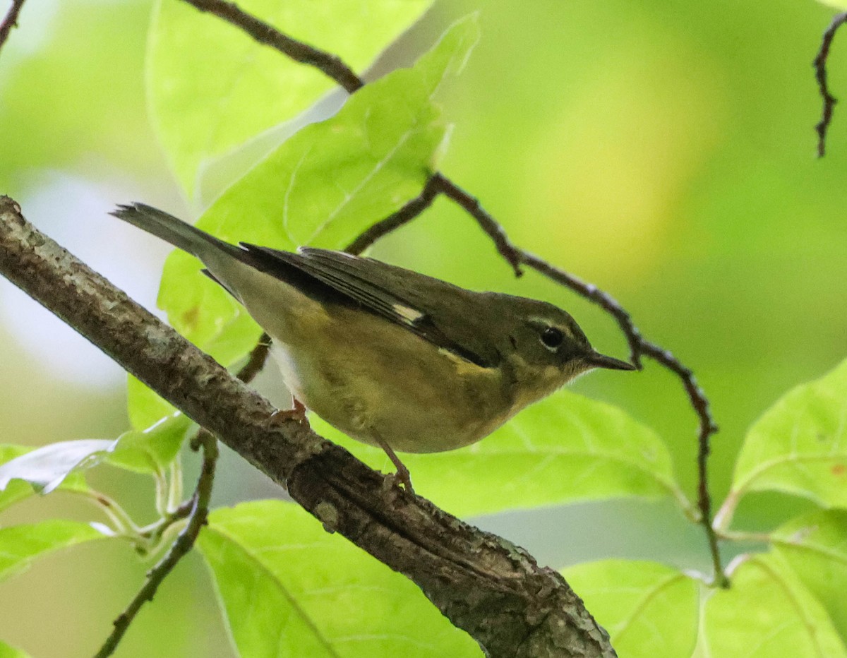 Black-throated Blue Warbler - ML609776235