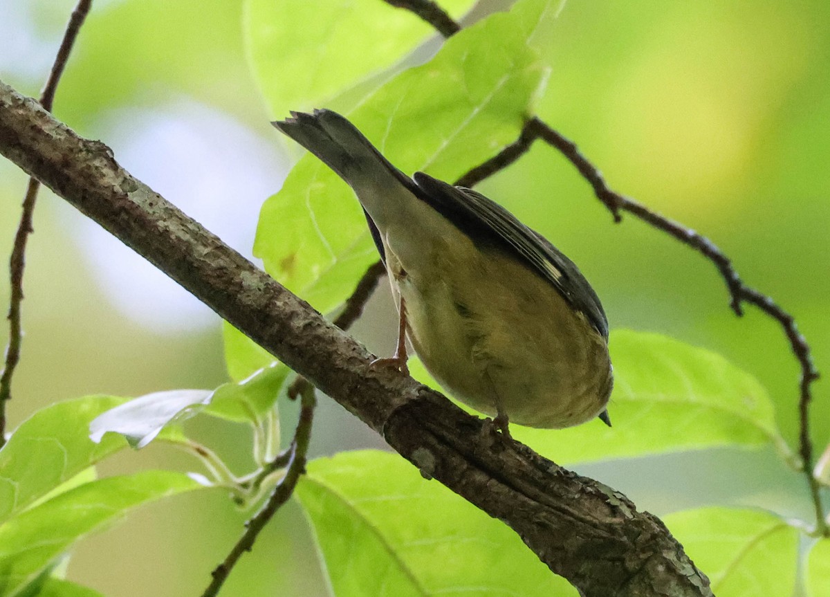 Black-throated Blue Warbler - ML609776237