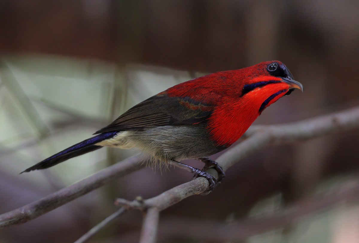 Crimson Sunbird - sheau torng lim