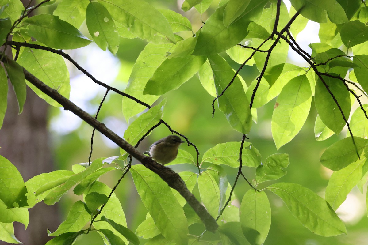 Black-throated Blue Warbler - ML609776245