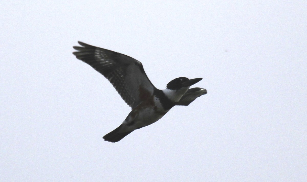 Belted Kingfisher - Paul Hurtado