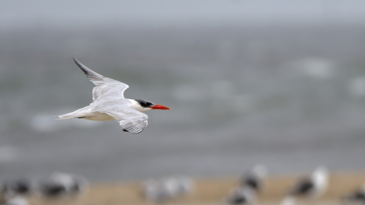 Caspian Tern - ML609776258