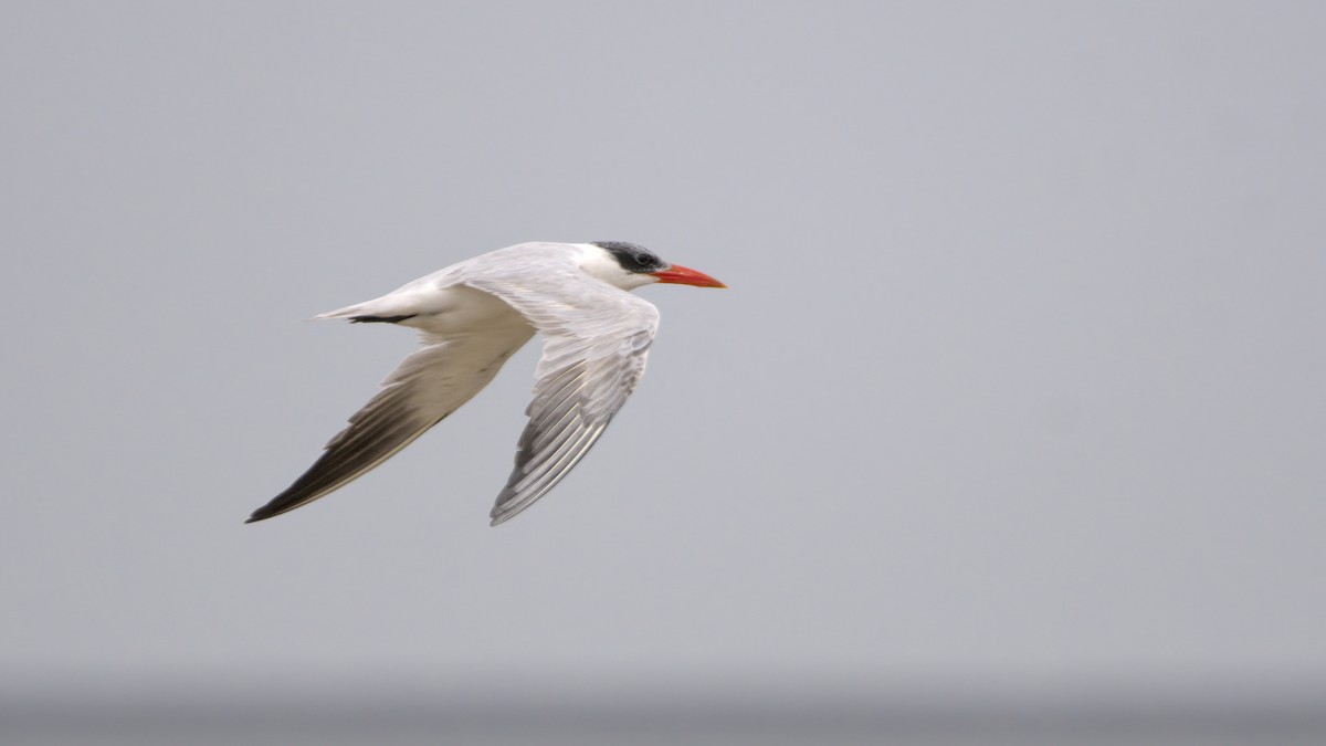 Caspian Tern - ML609776259