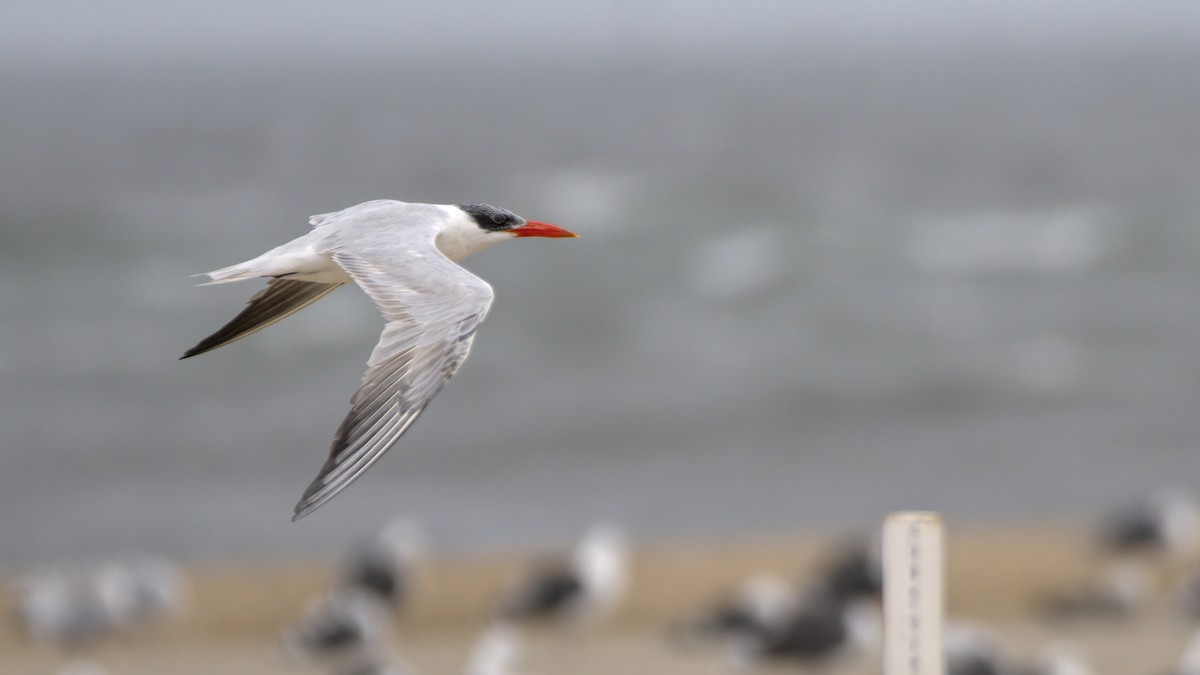 Caspian Tern - ML609776262