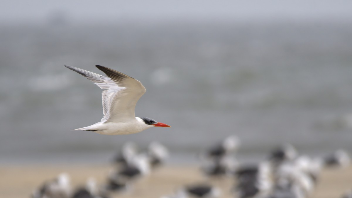 Caspian Tern - ML609776264