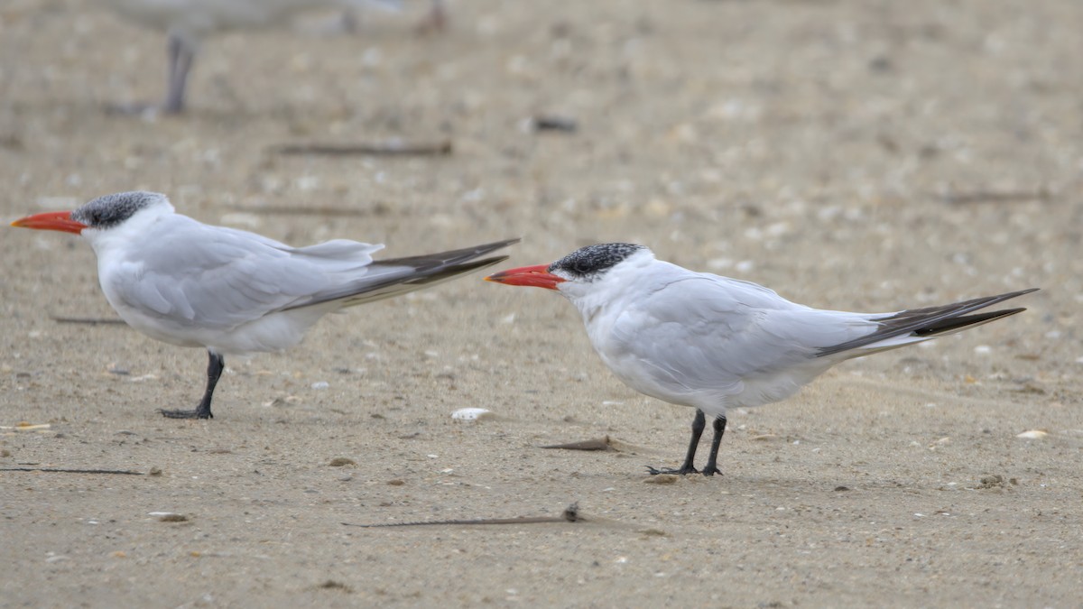 Caspian Tern - ML609776265