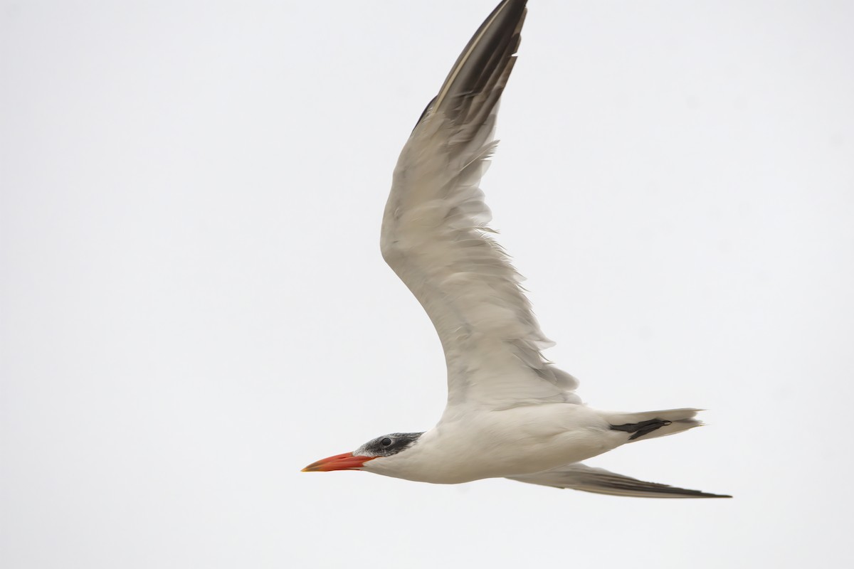 Caspian Tern - Justin Kolakowski