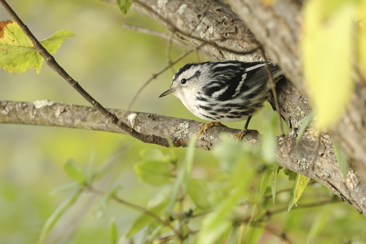 Black-and-white Warbler - ML609776312