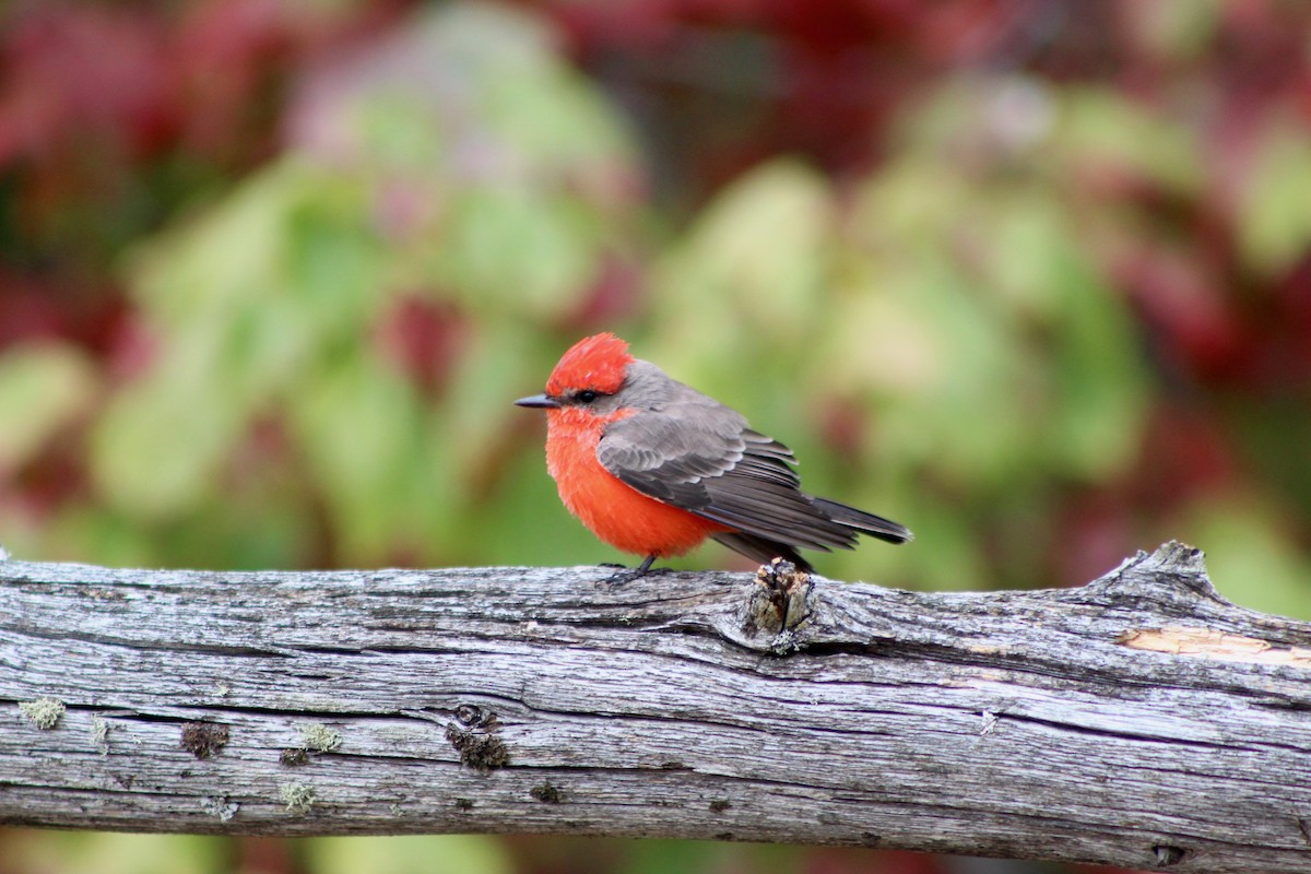 Vermilion Flycatcher - Mike McBrien