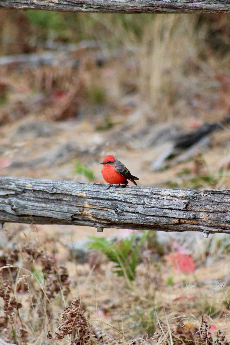 Vermilion Flycatcher - Mike McBrien