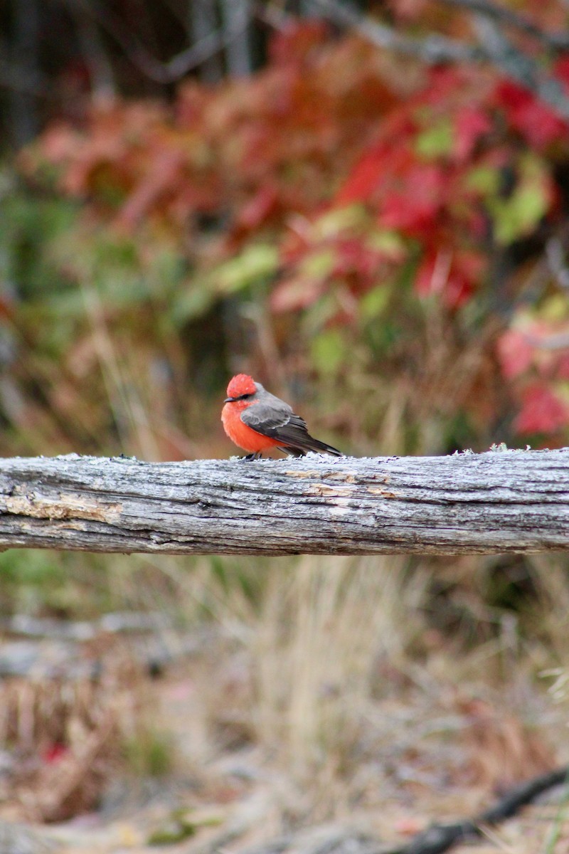 Vermilion Flycatcher - Mike McBrien