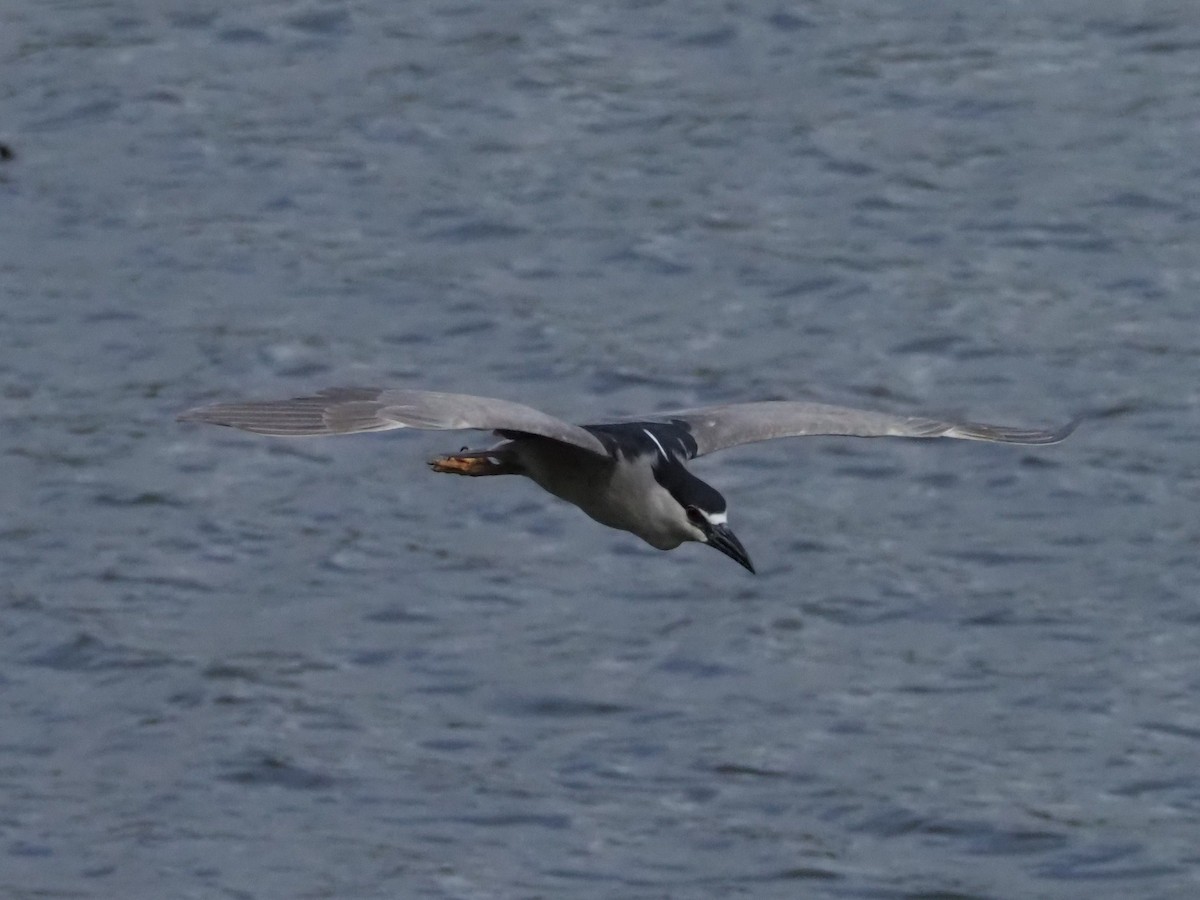 Black-crowned Night Heron - ML609776477