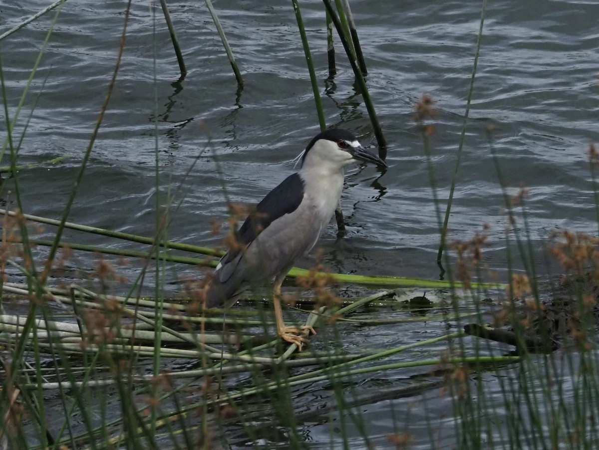 Black-crowned Night Heron - ML609776478