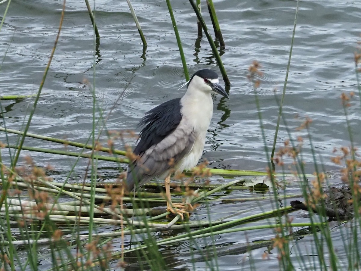 Black-crowned Night Heron - ML609776479