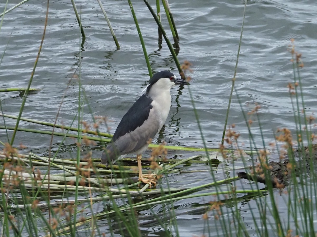 Black-crowned Night Heron - ML609776480