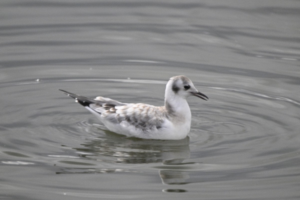 Bonaparte's Gull - ML609776497