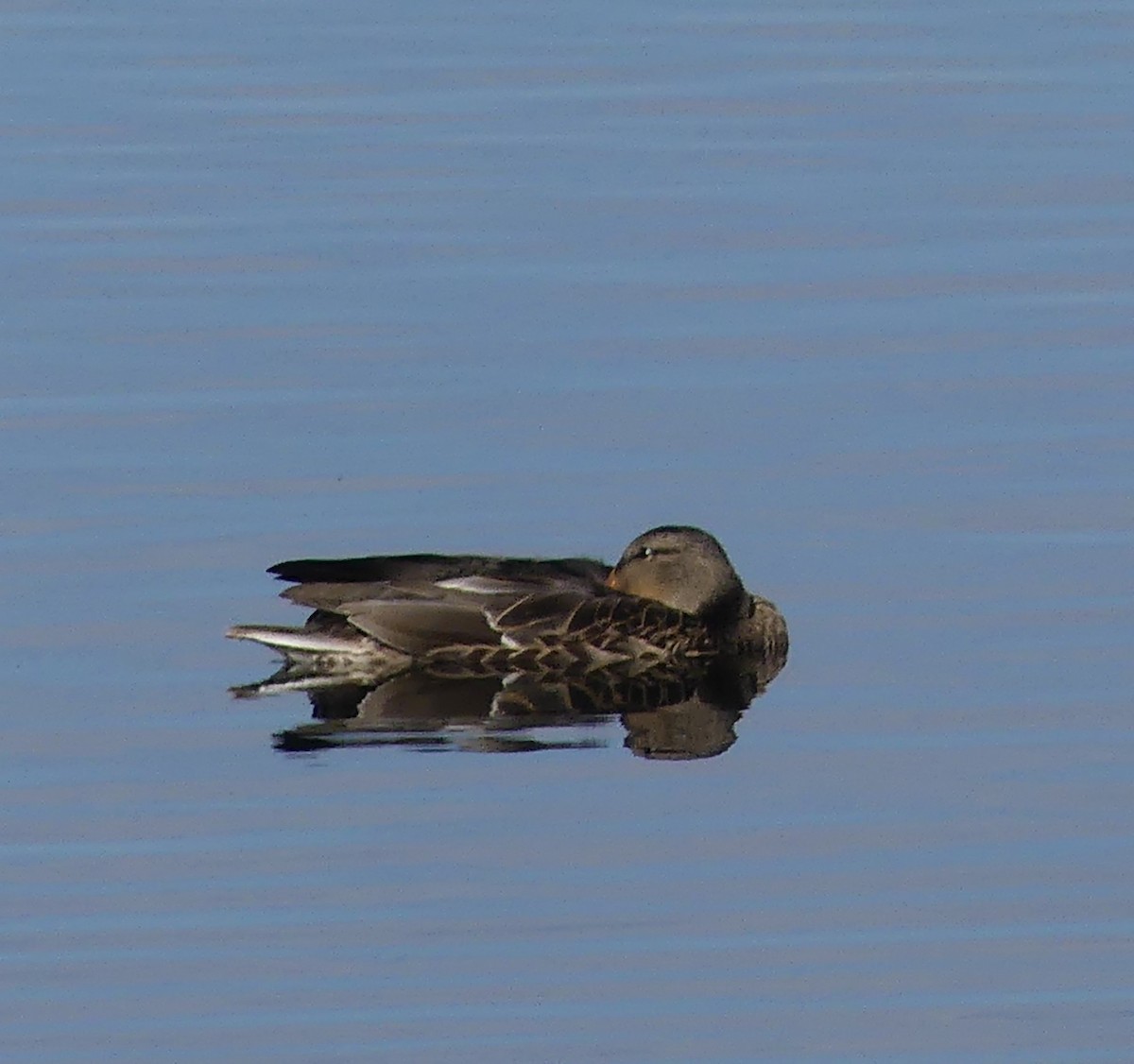 Canard colvert - ML609776522