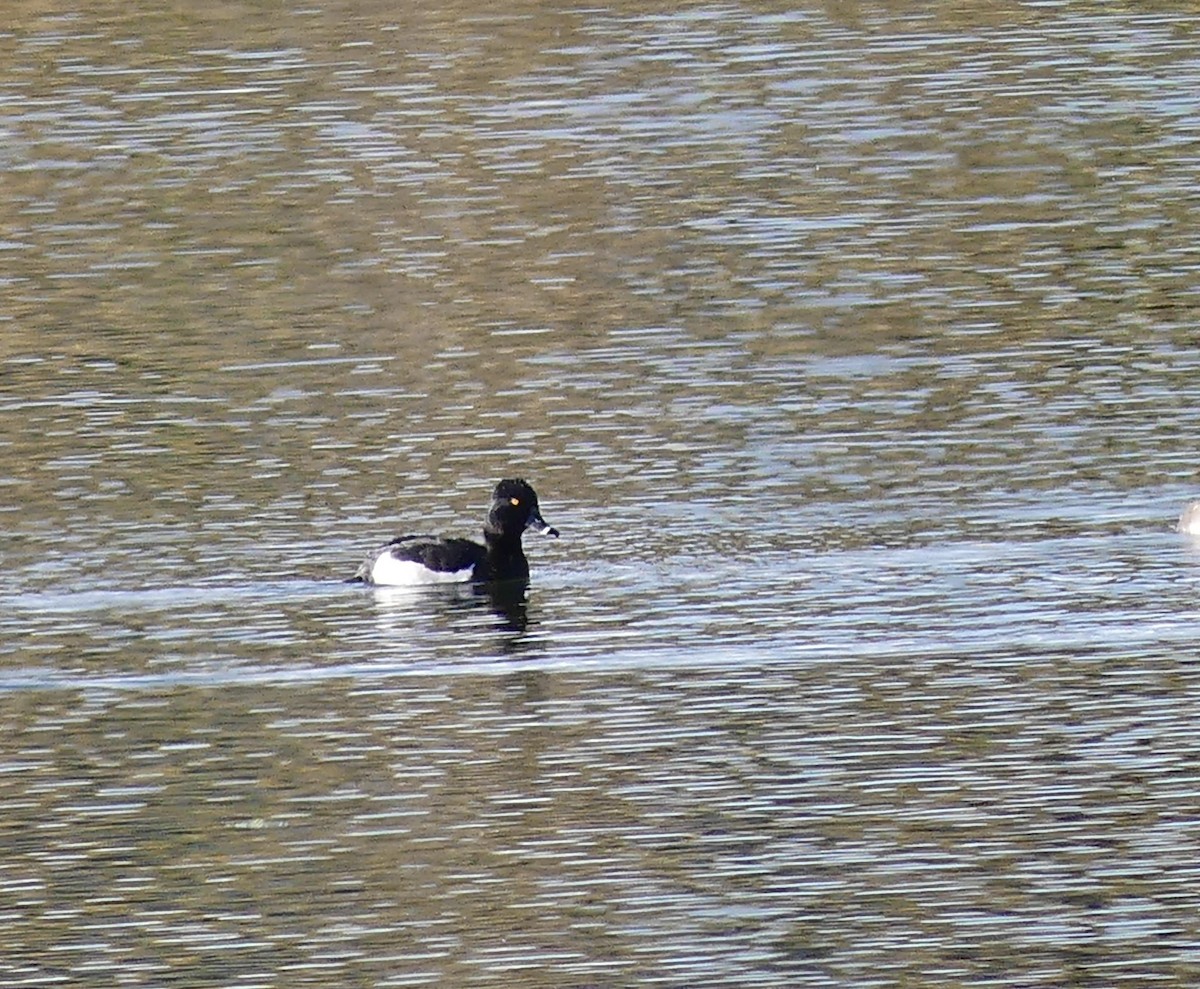 Ring-necked Duck - ML609776541