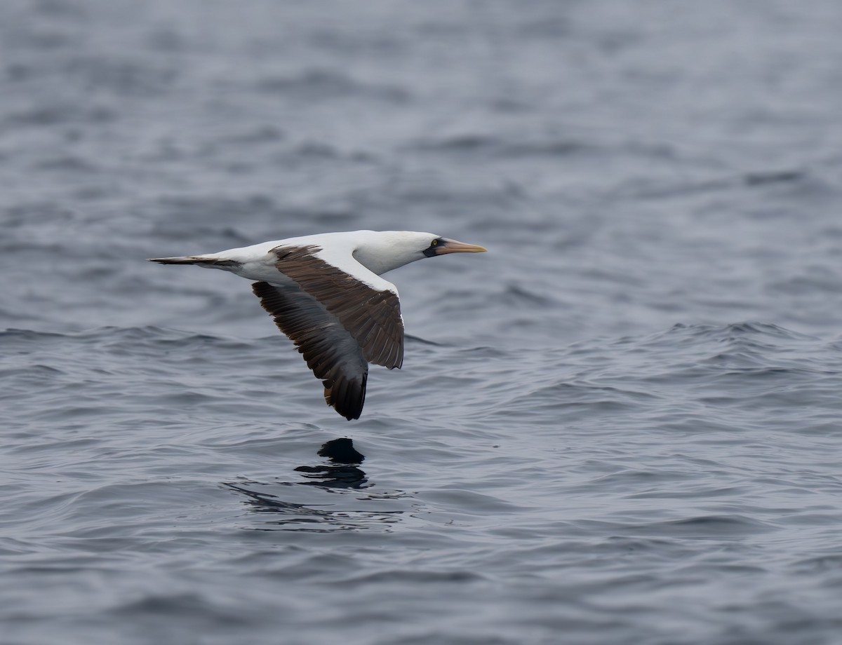 Nazca Booby - Henry Chiu