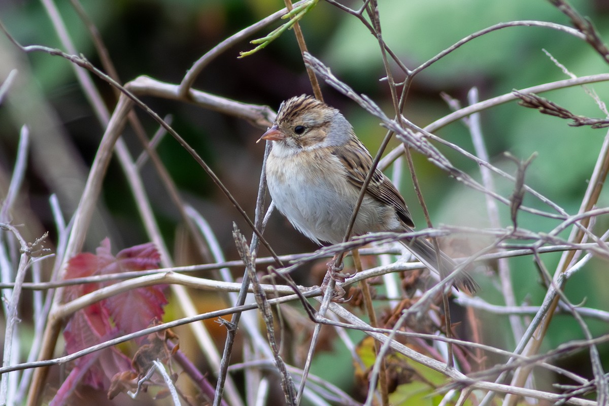 Clay-colored Sparrow - ML609776556