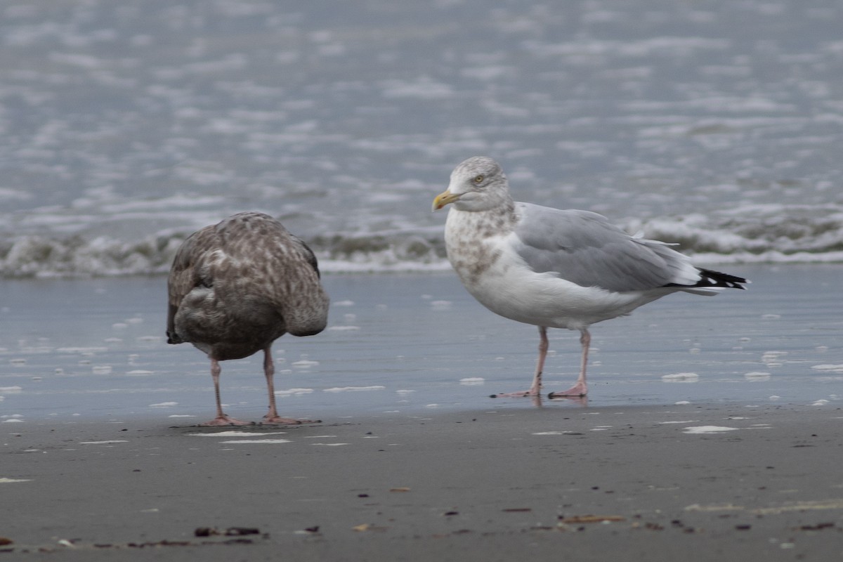 American Herring Gull - ML609776571