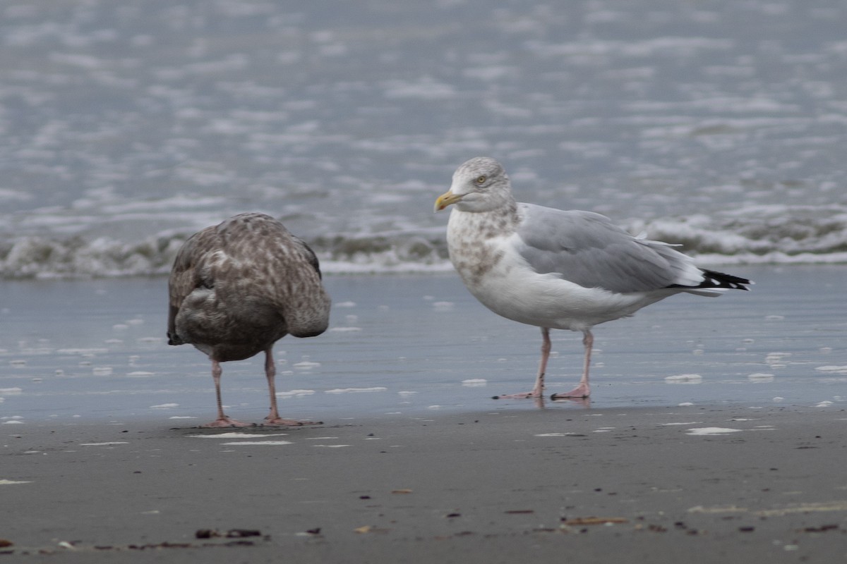 Herring Gull - ML609776571