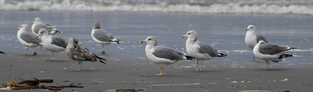 California Gull - Rob Fowler