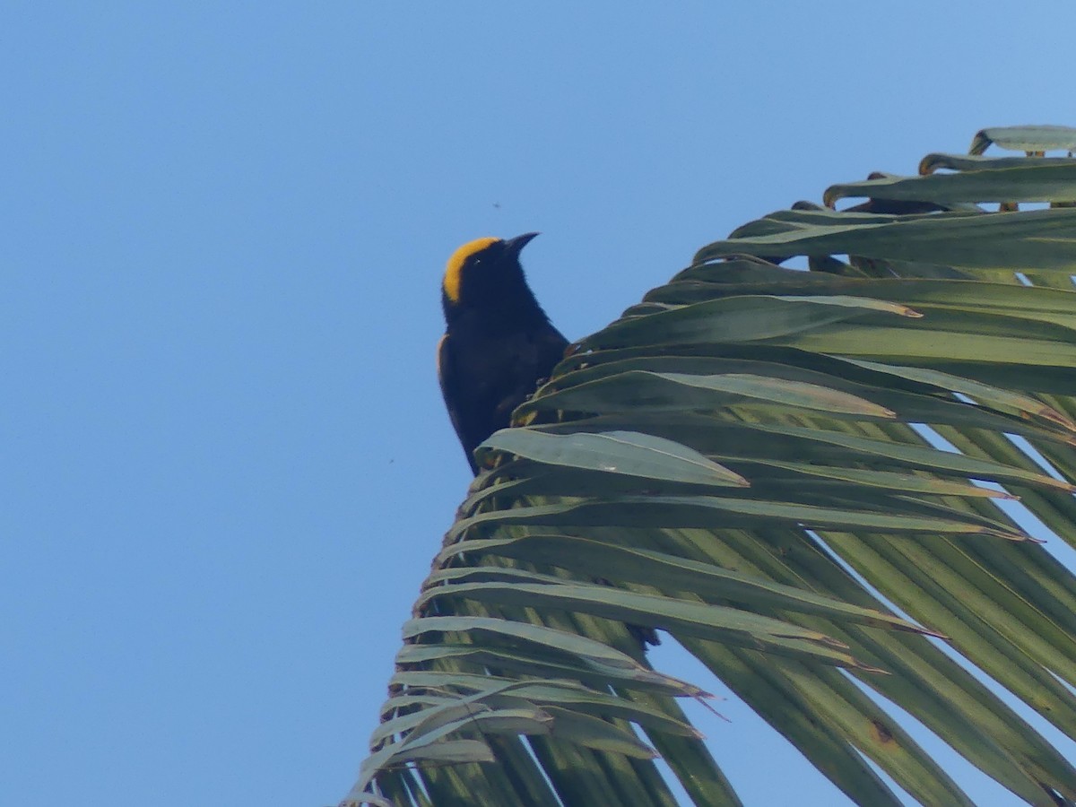 Oriole à épaulettes (chrysocephalus) - ML609776604