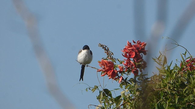 Fork-tailed Flycatcher - ML609776655