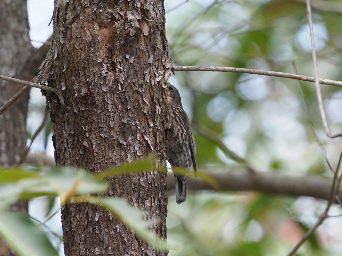 White-throated Treecreeper - ML609776845