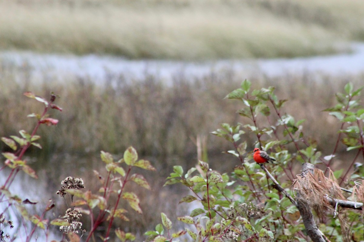 Vermilion Flycatcher - Mike McBrien