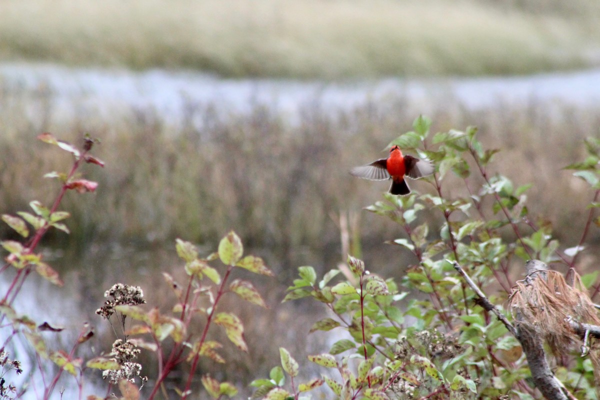 Vermilion Flycatcher - Mike McBrien