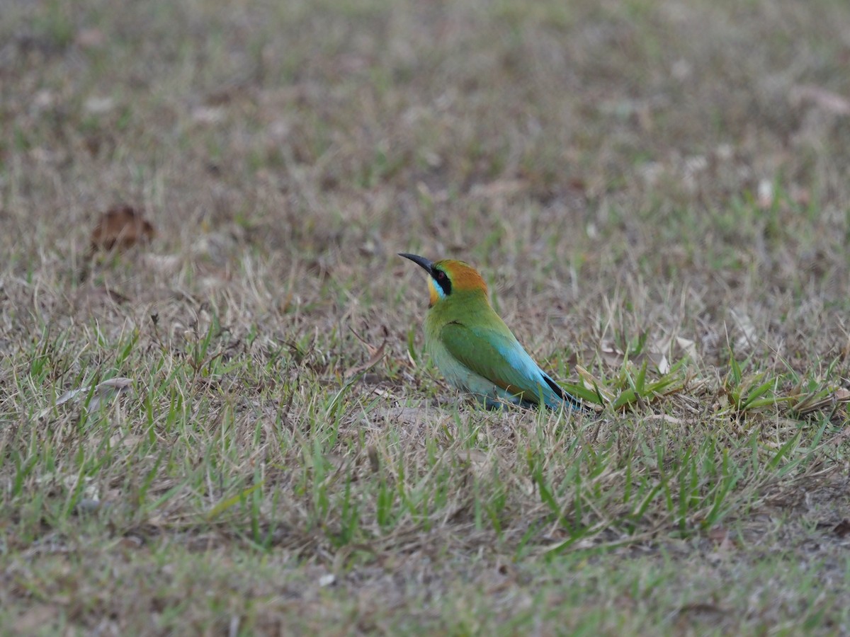 Rainbow Bee-eater - ML609776858