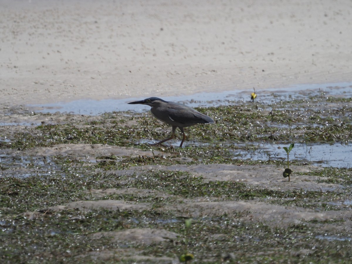 Little Heron - ML609776860