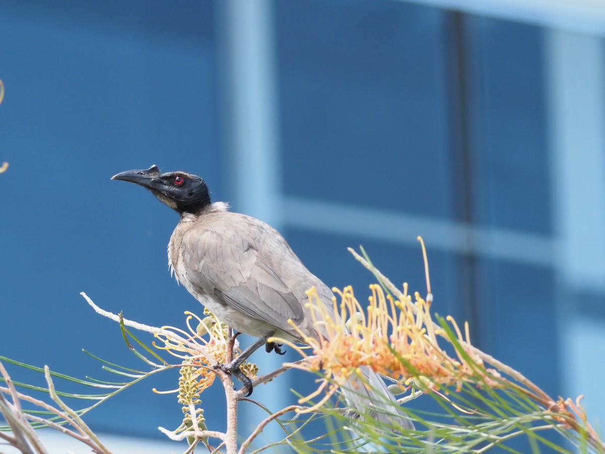 Noisy Friarbird - ML609776866