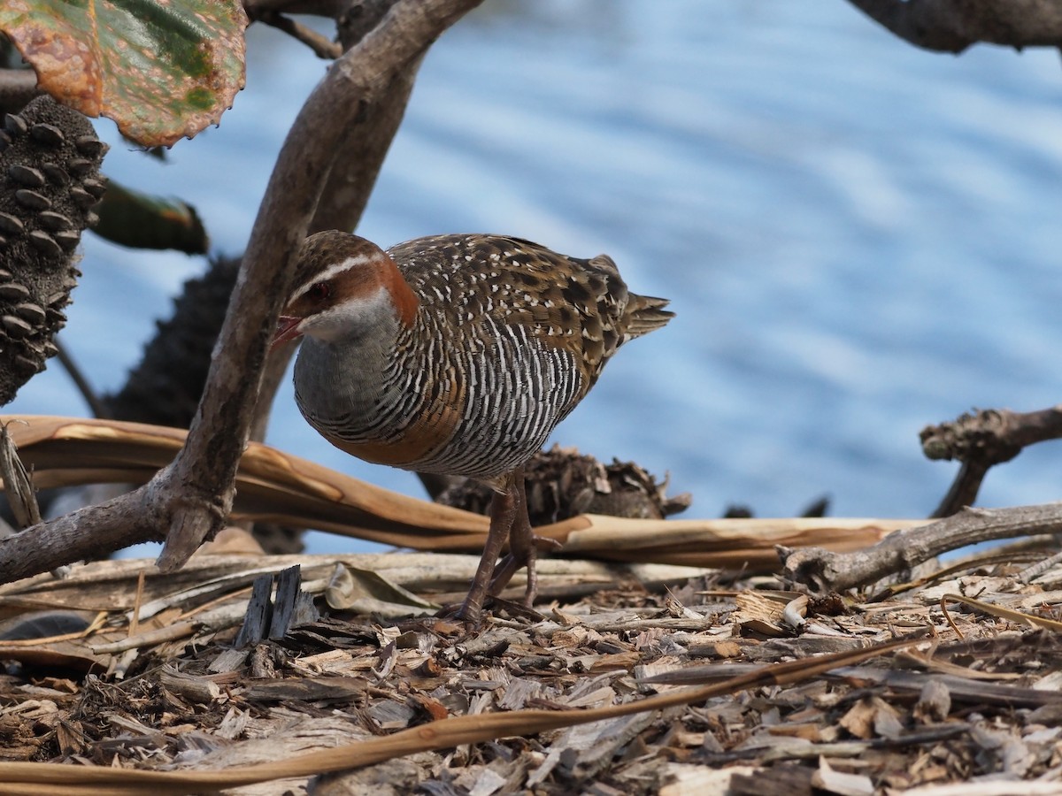 Buff-banded Rail - U3A Bird Group Two