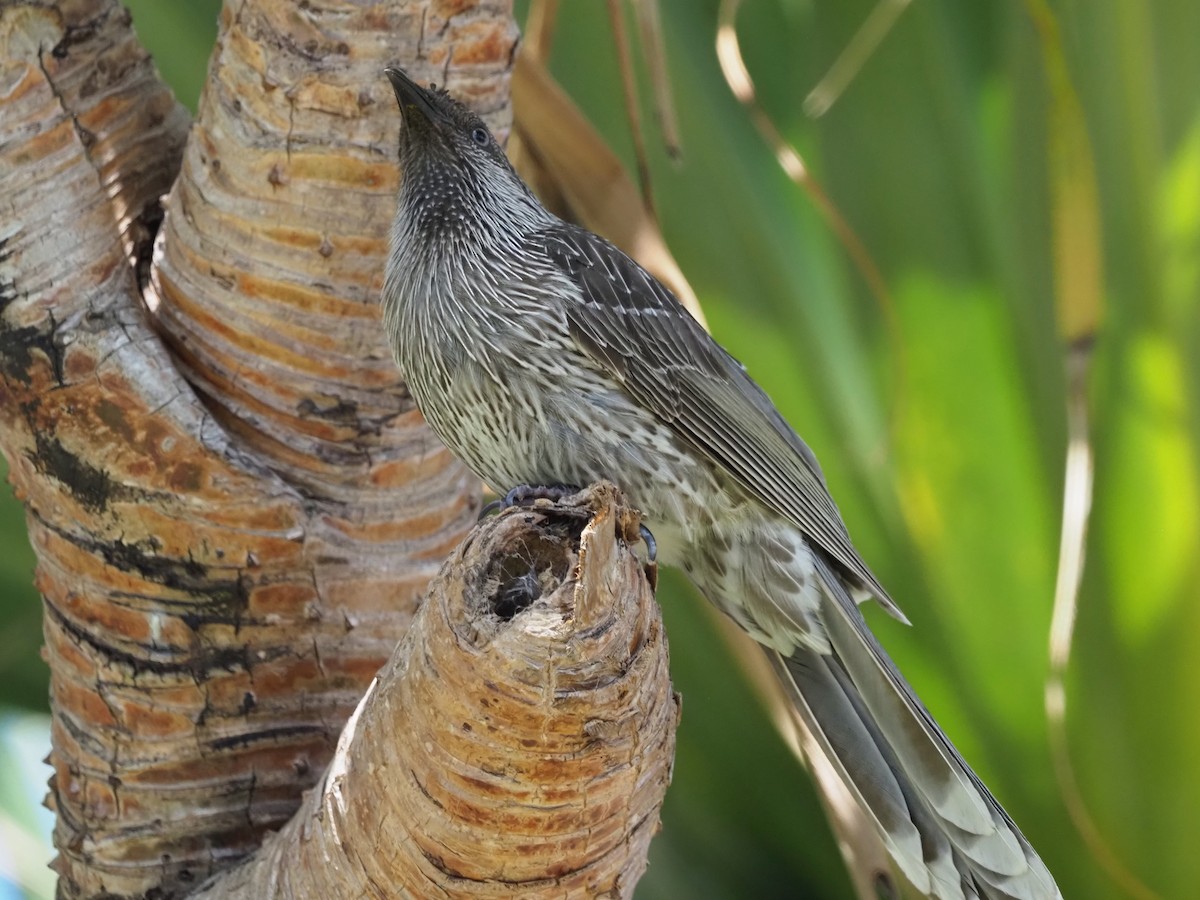 Little Wattlebird - ML609776886