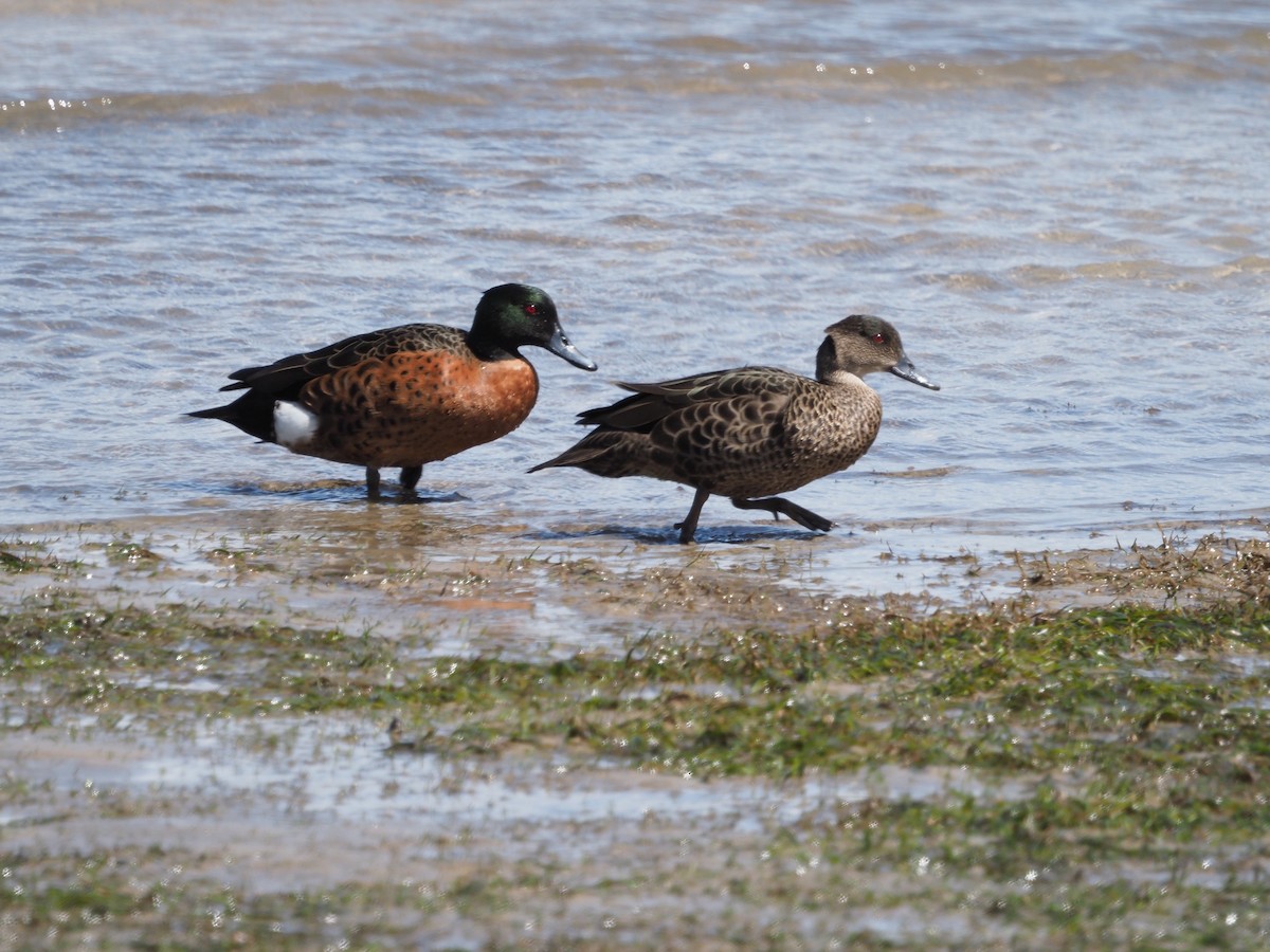 Chestnut Teal - ML609776892