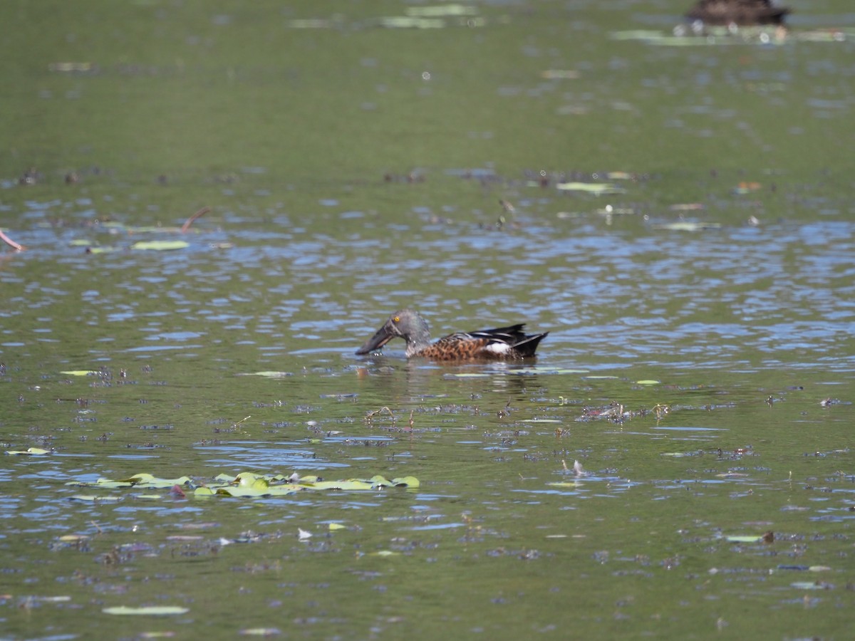 Australasian Shoveler - ML609776894